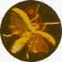 insect